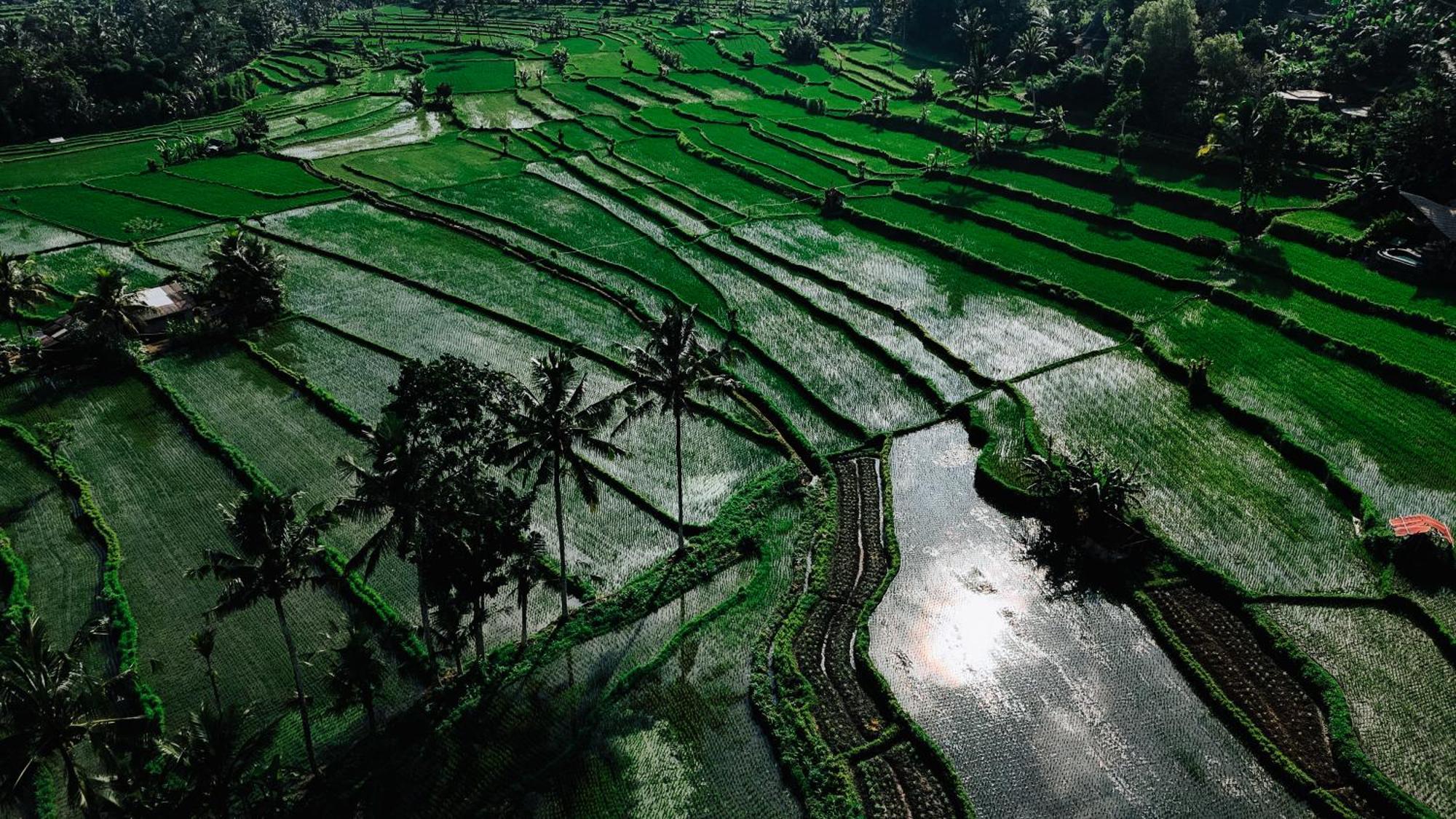 Vila Arcada Bali Bamboo House Sidemen  Exteriér fotografie